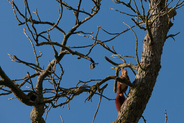 zwierze wiewiórka ruda fauna dzika park drzewo © Piotr