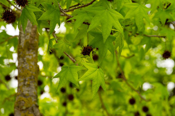 detail of liquidambar (sweetgum tree) leafs with blurred background in springtime