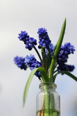 Fototapeta premium a miniature bouquet of bright blue muscari. Spring mood. the first flowers in spring