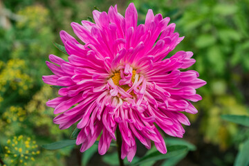 Obraz premium Floral garden. Pink flower aster in flower bed, close up. Selective focus, soft blurry background.
