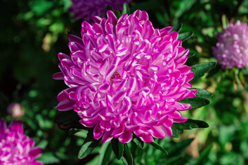Floral garden. Pink-white flower aster on green leaves background, close up. Selective focus, soft...