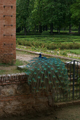 ptak zwierze kolory fauna park 