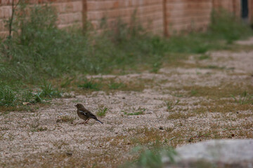 ptak zwierze mały fauna park natura