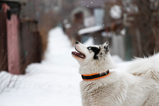 Portrait of a dog of the breed Yakut husky of white color with black spots and blue eyes in a black orange bright collar. The dog looks left up. The sight of a pet on a human being. High quality photo