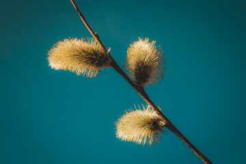 pussy willow buds bloom beautifully against the blue sky on a warm spring day