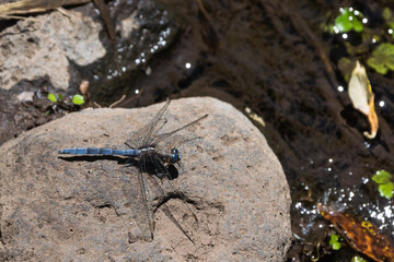 dragonfly perched on a stone in the middle of the river