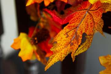 Fototapeta premium red maple leaf
