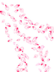 Pink cherry blossom petals isolated