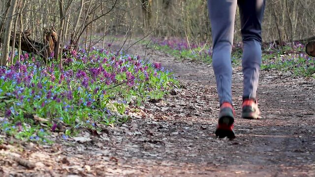 Man running away (legs view) the blooming forest path with Corydalis cava and some Scilla bifolia along the road and sun rays shining. Sunny spring flowers in wild forest with trees and branches