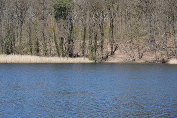 Sonnige Seenlandschaft mit Schilf und Wald am Frühlingsanfang in Berlin (Schlachtensee)