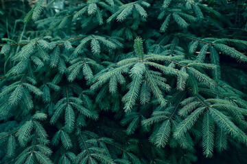 Emerald spruce branches