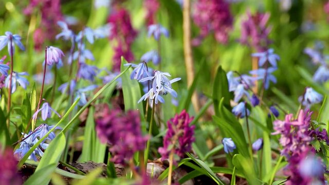 Blooming Scilla bifolia, the alpine squill or two-leaf squill and Corydalis cava close-up loop. Sunny spring flowers waiving in wind. Nature details with selective focus blur