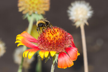 The firewheel (lat. Gaillardia pulchella), of the family Asteraceae.