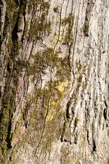 Background, texture. Close-up. The bark of an old tree with moss.