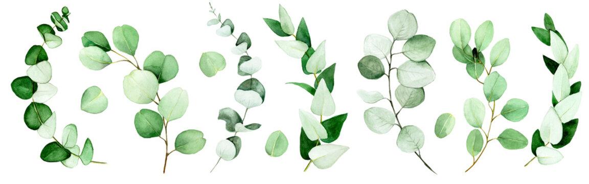 large set of eucalyptus leaves and branches painted in watercolor. green eucalyptus leaves, tropical plant isolated on white background.