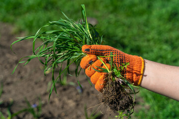 Gloved hand holding a bunch of fresh green grass. The farmer's hands are pulling the grass with roots out of the ground, pulling out the weeds. Concept of spring garden work, tearing up the grass.