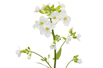 Flowers of arabis, isolated on white background