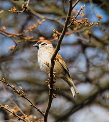 Eurasian tree sparrow (Passer montanus), sparrow sitting on a branch.