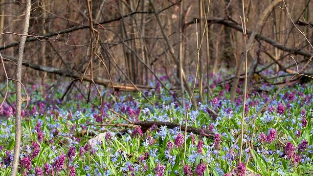 Blooming Scilla bifolia or two-leaf squill and Corydalis cava in wild forest trees branches. Sunny spring flowers waiving in wind. Nature details with selective focus blur