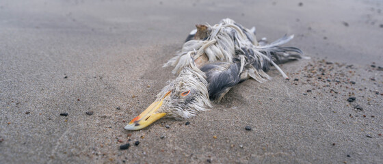 dead seagull on the seashore, close up, blurry background