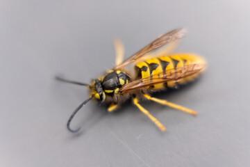 Wespe in Macro Makro Aufnahme