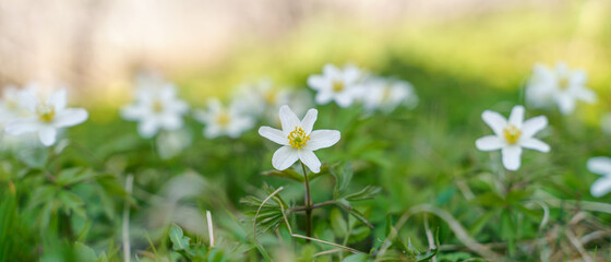 white flowers among greenery, soft focus, blurry background