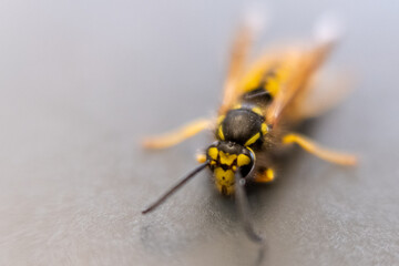 Wespe in Makro Macro Aufnahme
