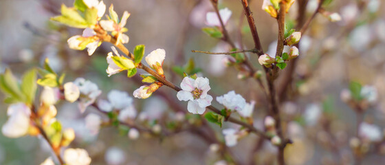 spring flowers on tree branches under the warm sun, soft focus blurry background