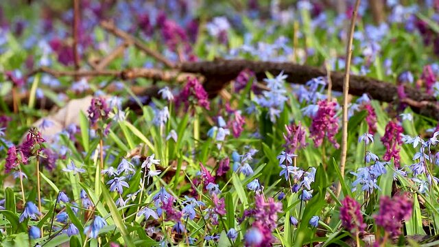 Blooming Scilla bifolia, the alpine squill or two-leaf squill and Corydalis cava close-up. Sunny spring flowers waiving in wind. Nature details with selective focus blur