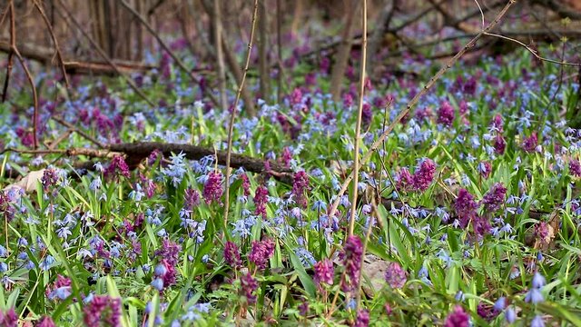 Blooming Scilla bifolia, the alpine squill or two-leaf squill and Corydalis cava close-up loop. Sunny spring flowers waiving in wind. Nature details with selective focus blur