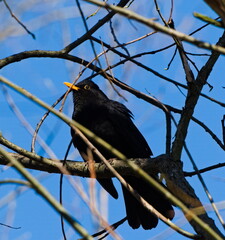 Blackbird on a branch.  Common blackbird (Turdus merula) among the branches