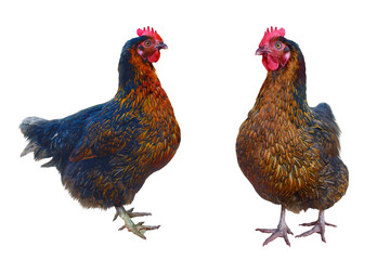Two hens isolated on white - 430447421