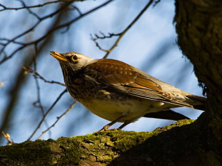 The fieldfare (Turdus pilaris) on a branch. Close-up on fieldfare a tree.