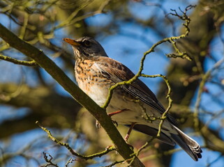 The fieldfare (Turdus pilaris) on a branch. Close-up on fieldfare a tree.