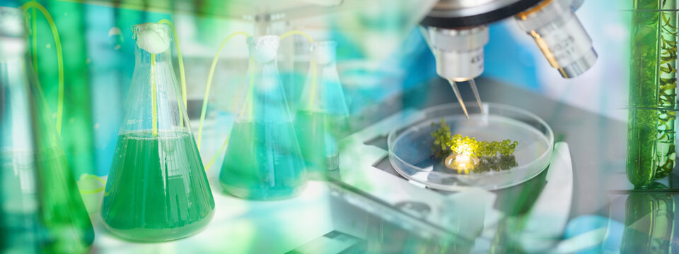 Photobioreactor in medical science laboratory algae fuel biofuel industry, nature algal research, energy and healthcare treatment biotechnology, coronavirus covid-19 vaccine, eco living sustainable.