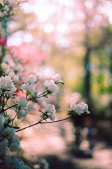 floral and bokeh