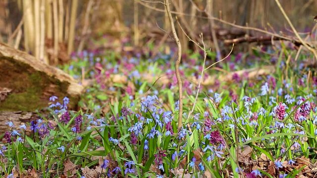 Blooming Scilla bifolia or two-leaf squill and Corydalis cava in wild forest loop. Sunny spring flowers waiving in wind. Nature details with selective focus blur
