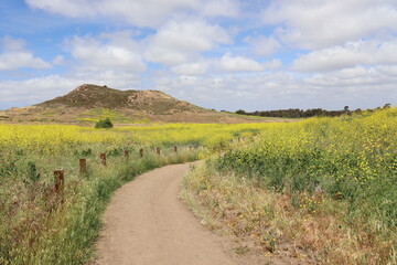 Yellow flowers along a scenic trail in Irvine California