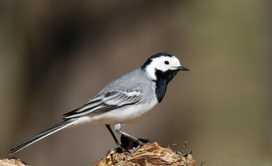 Wagtail