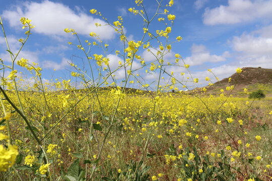 Field of yellow flowers in bloom