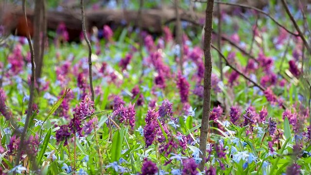 Blooming Scilla bifolia, the alpine squill or two-leaf squill and Corydalis cava close-up loop. Sunny spring flowers waiving in wind. Nature details with selective focus blur