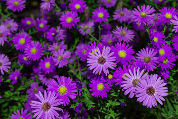 Obraz premium Floral garden. Purple flowers New York aster or Aster novi-belgii (Latin: Symphyotrichum novi-belgii) close up. Soft selective focus.