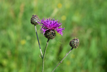 Centaurea scabiosa