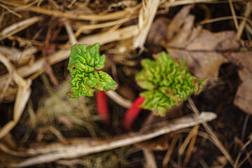 young rhubarb in the garden