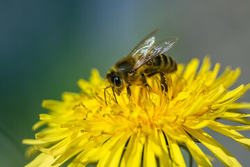 A bee collecting nectar from a dandelion flower.