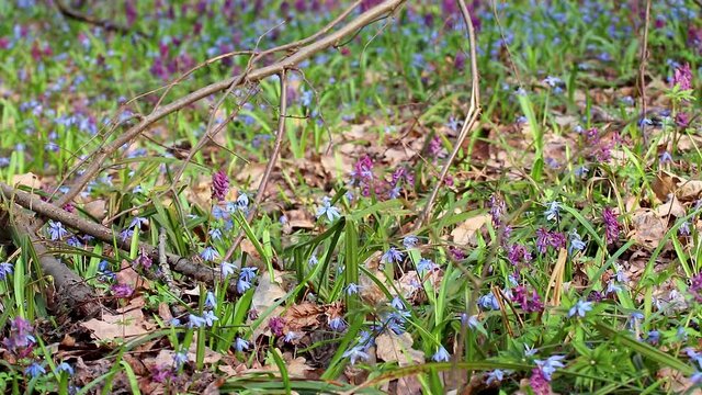 Blooming Scilla bifolia or two-leaf squill and Corydalis cava in wild forest. Sunny spring flowers waiving in wind. Nature details with selective focus blur