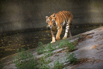 tiger in the zoo