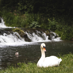 swans on the lake