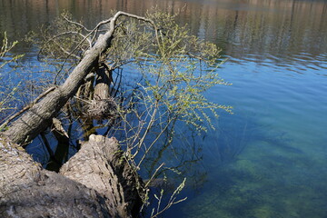 Umgest&uuml;rzter Baum mit bl&uuml;henden &Auml;sten und Zweigen im Wasser eines Sees in Berlin bei Sonnenschein (Schlachtensee)