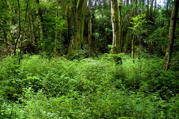 Remanescente alterado de Floresta com Araucária - Campo Largo- PR